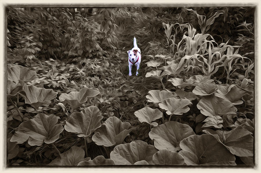 Dog Photograph - Jack Russell in Pumpkin Garden by Luke Golobitsh