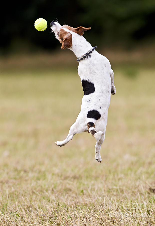 Jack Russell Jumping For Ball Photograph by Brian Bevan