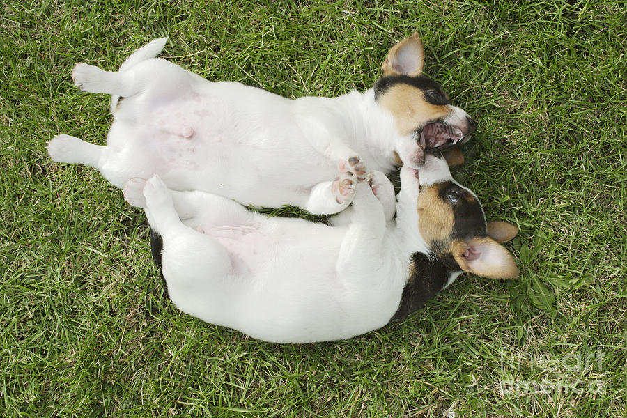Jack Russell Puppies Photograph by Brian Bevan
