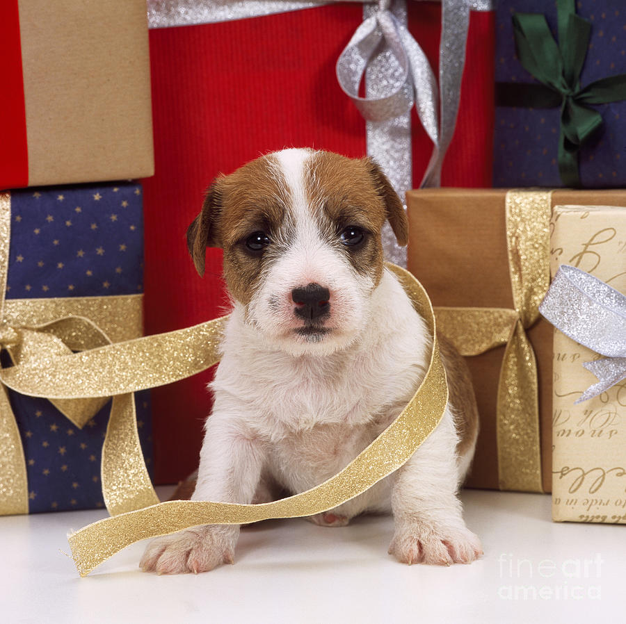 Jack Russell Puppy At Christmas Photograph by John Daniels