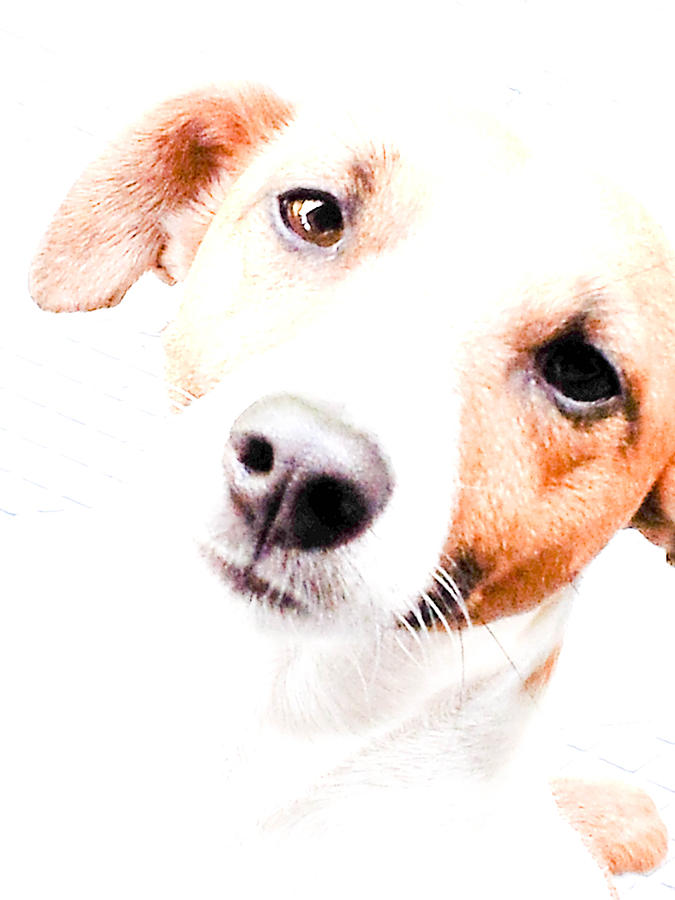 Dog Photograph - Jack Russell by Redjule Photography