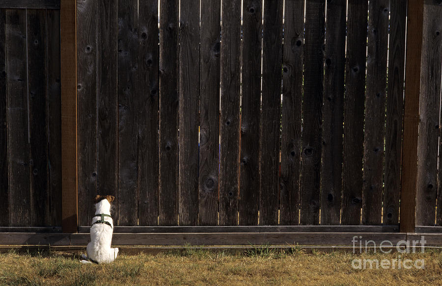 Jack Russell Terrier alertly sitting in front of a tall fence  Photograph by Jim Corwin