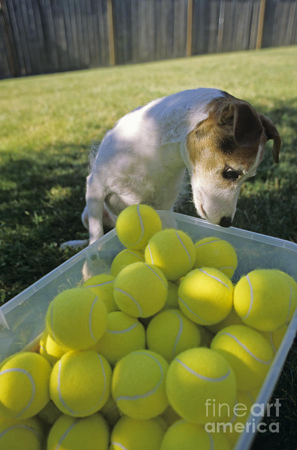 Jack Russell Terrier and tennis balls Photograph by Jim Corwin