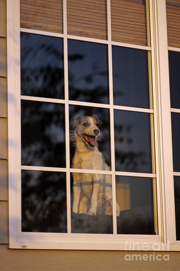 Jack Russell Terrier at Window Photograph by Jim Corwin