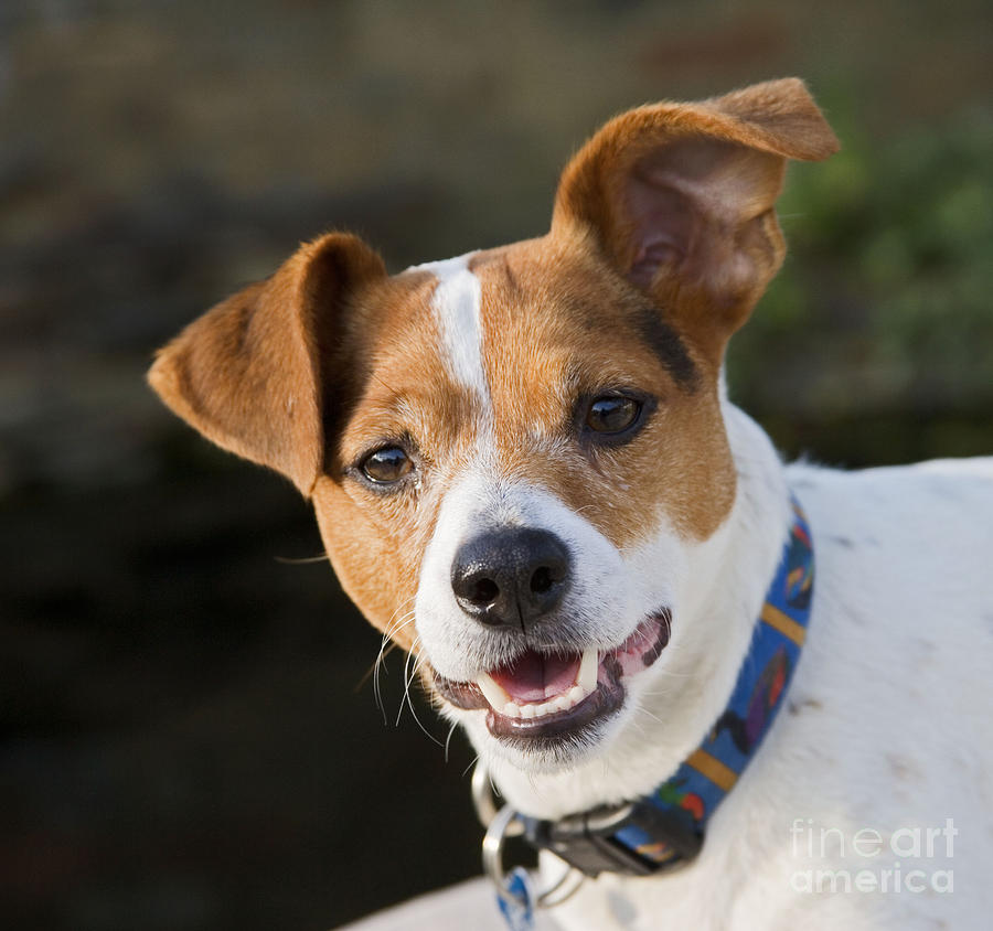 Jack Russell Terrier Photograph by Brian Bevan
