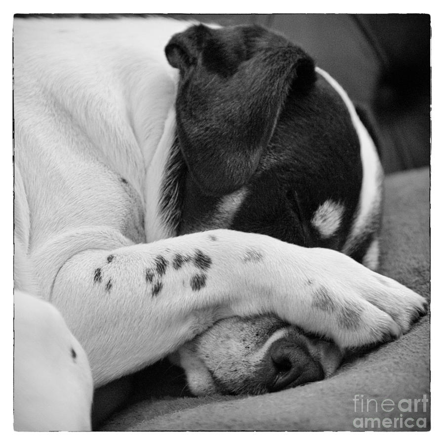 Dog Photograph - Jack Russell Terrier Dog Asleep in Cute Pose by Natalie Kinnear