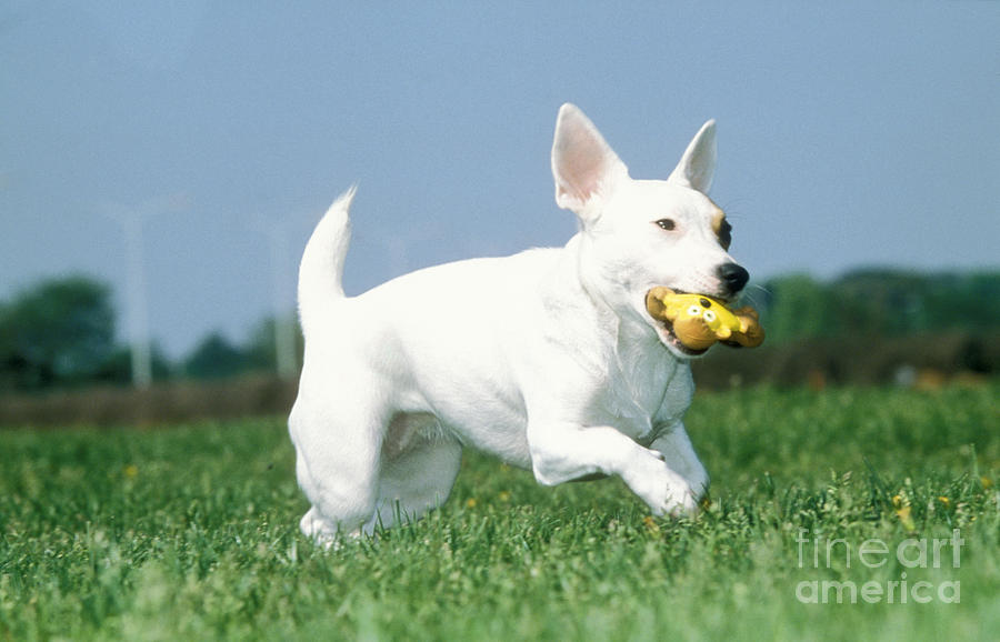 Jack Russell Terrier Dog Photograph by Johan De Meester