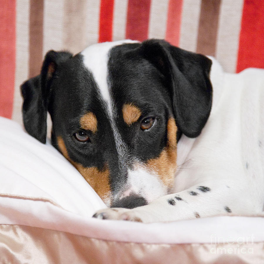 Dog Photograph - Jack Russell Terrier Dog - Square Format by Natalie Kinnear