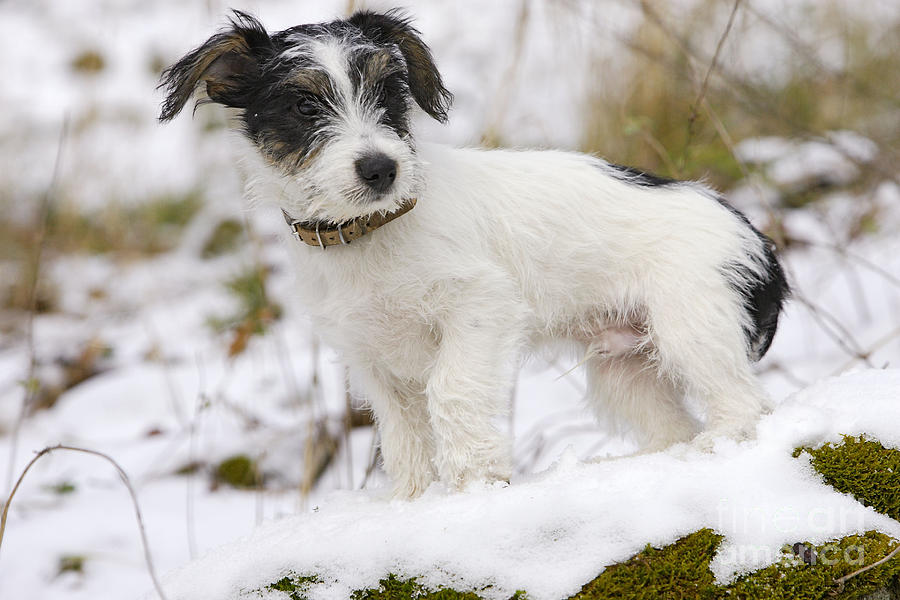 Jack Russell Terrier In Snow Photograph by M. Watson