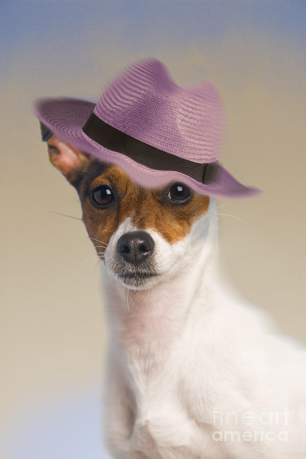 Jack Russell Terrier Photograph by Jean-Michel Labat