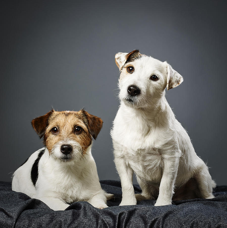 Jack Russell terrier male and female Photograph by Jari Hindstroem ...
