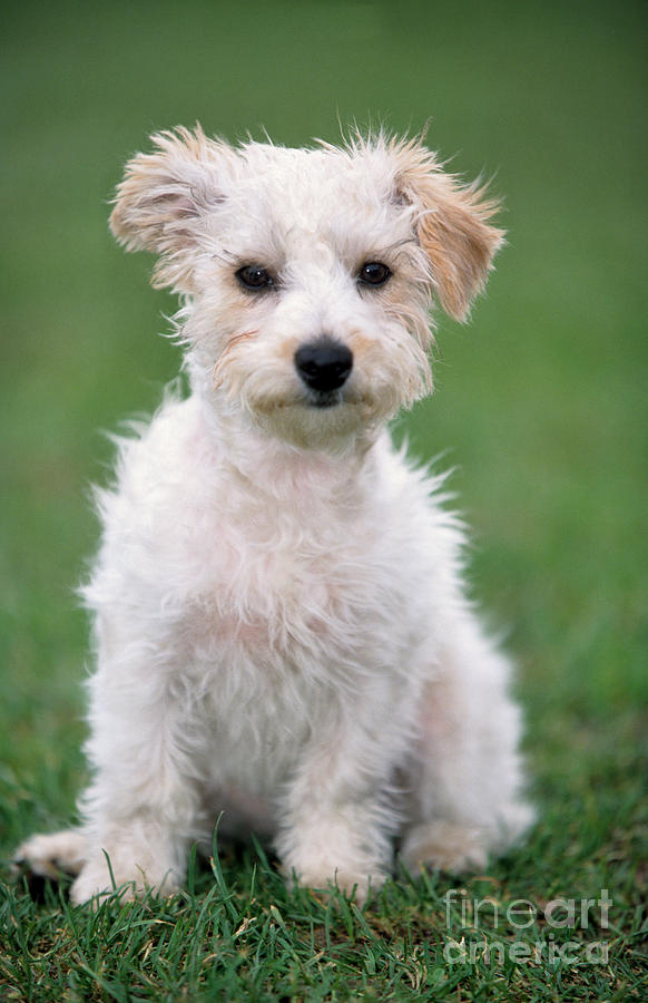 Jack Russell Terrier Mix Puppy Photograph by Johan De Meester