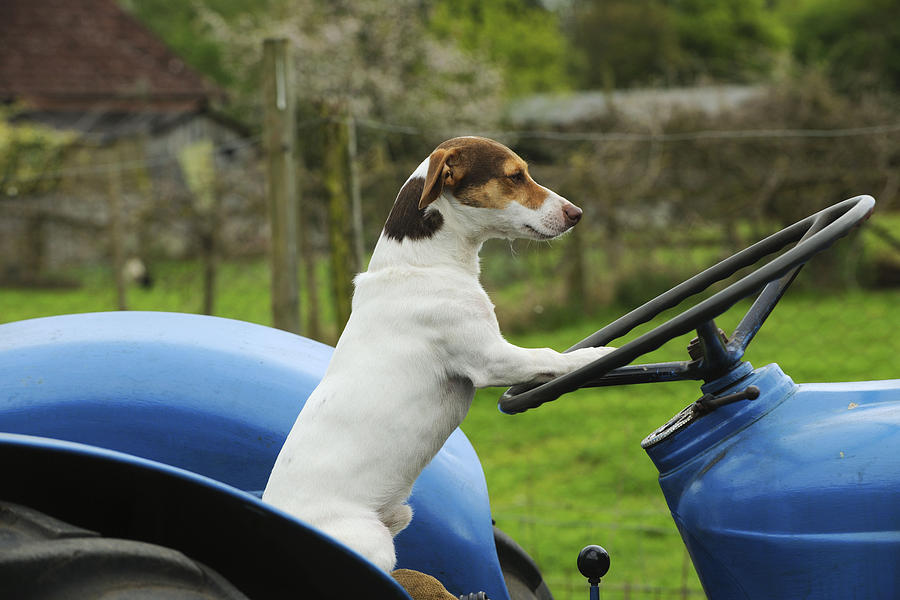 Jack Russell Terrier On Tractor Photograph by John Daniels