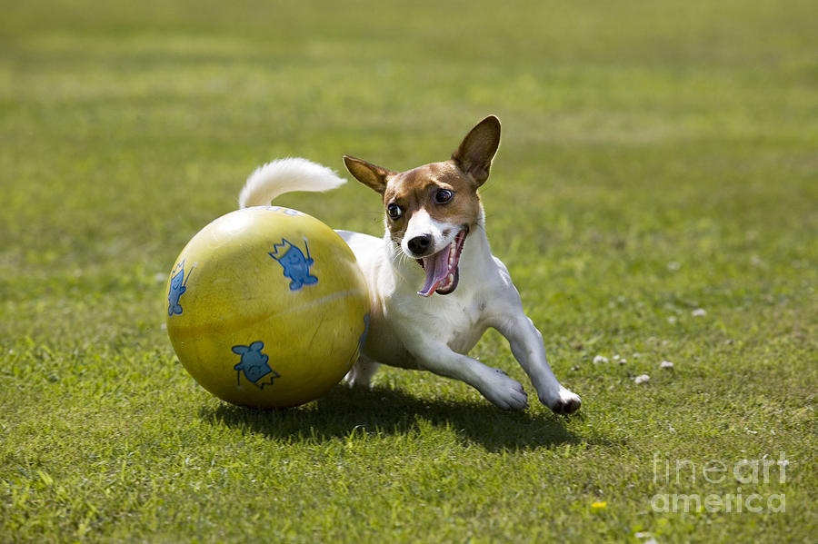 Jack Russell Terrier Plays With Ball Photograph by Johan De Meester