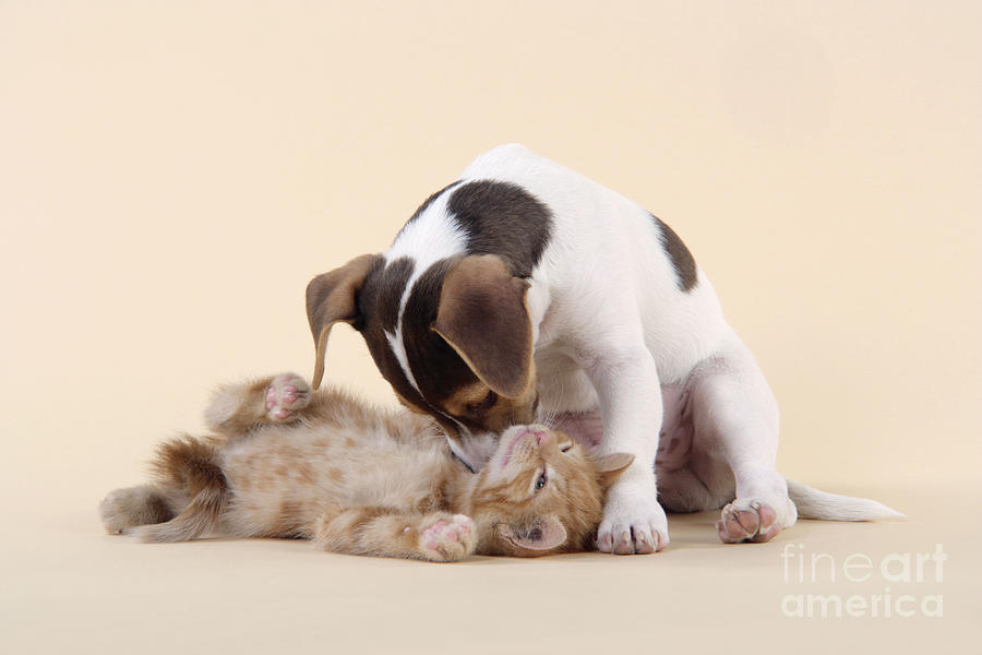 Jack Russell Terrier Puppy And Kitten Photograph by John Daniels