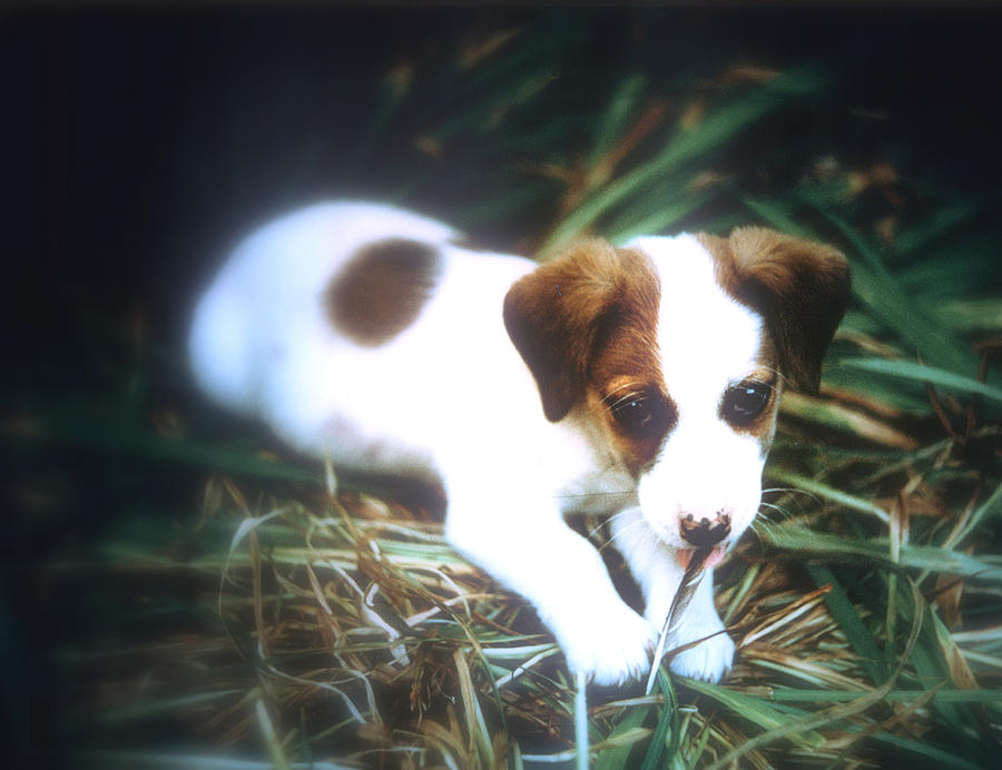 Jack Russell Terrier Puppy Photograph by Gordon James