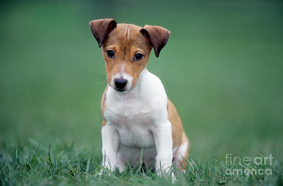 Jack Russell Terrier Puppy Photograph by Johan De Meester