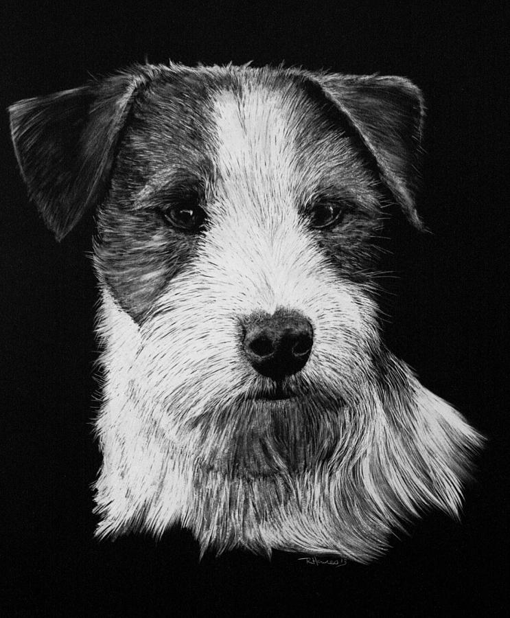 Jack Russell Terrier - Rough Coat Drawing by Rachel Hames