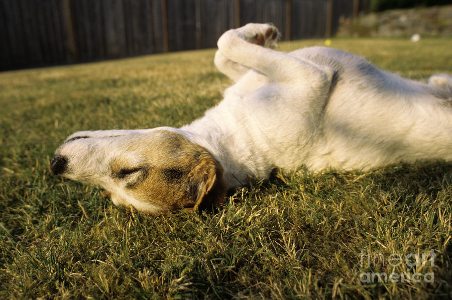 Jack Russell Terrier Sleeping Photograph by Jim Corwin