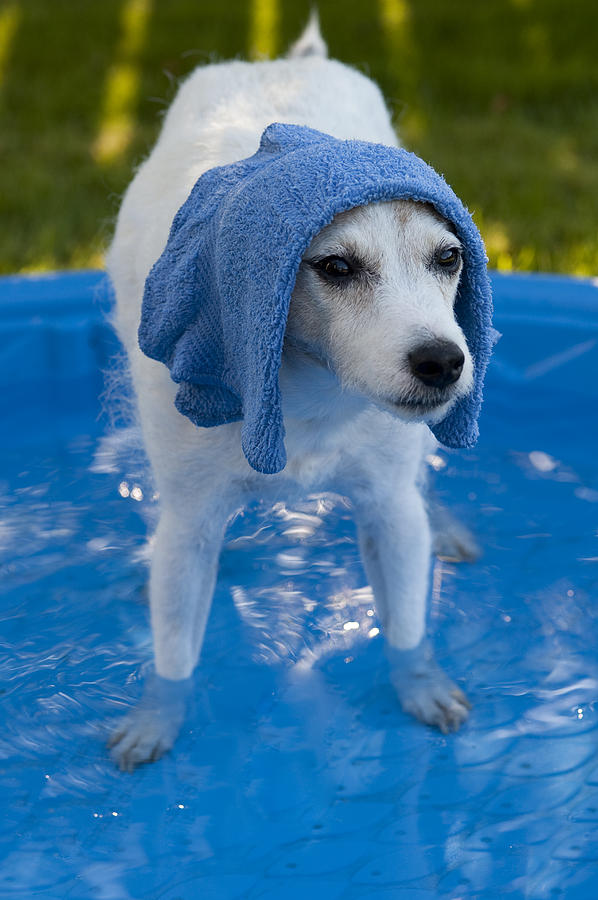 Jack Russell Terrier standing in pool  Photograph by Jim Corwin
