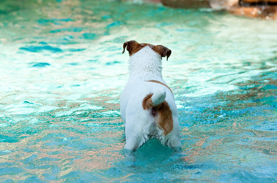 Dog Photograph - Jack Russell Terrier swimming by Tammy Abrego