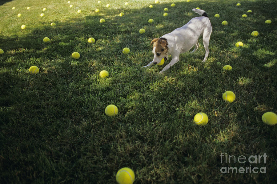 Jack Russell Terrier tennis balls Photograph by Jim Corwin