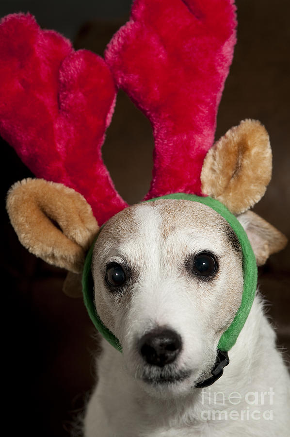 Jack Russell Terrier wearing Reindeer Ears Photograph by Jim Corwin