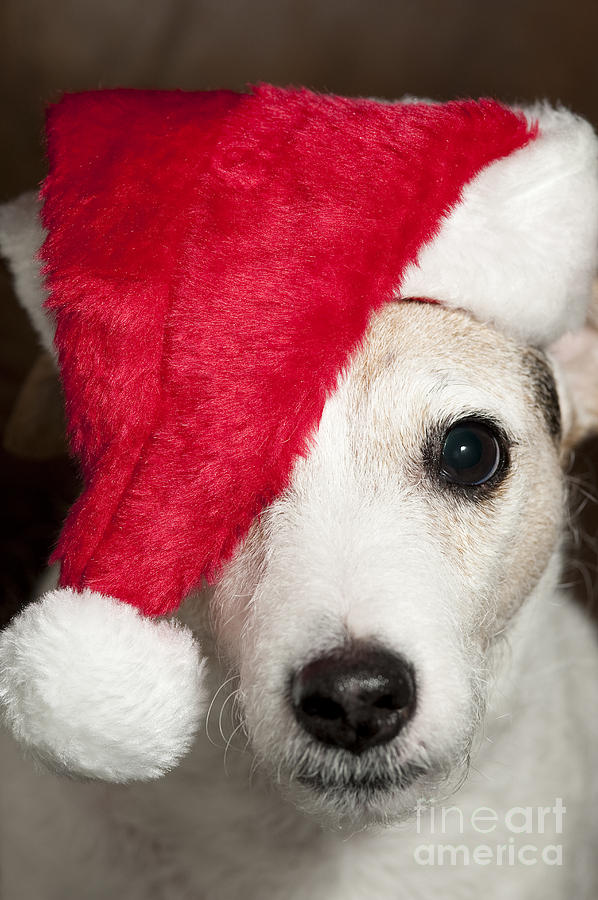 Jack Russell Terrier Wearing Santa Hat Photograph