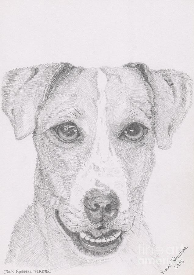 Jack Russell Terrier Drawing by Yvonne Johnstone