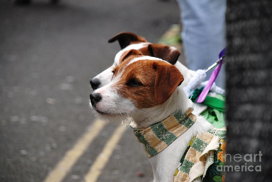 Dog Photograph - Jack Russell terriers by David Fowler