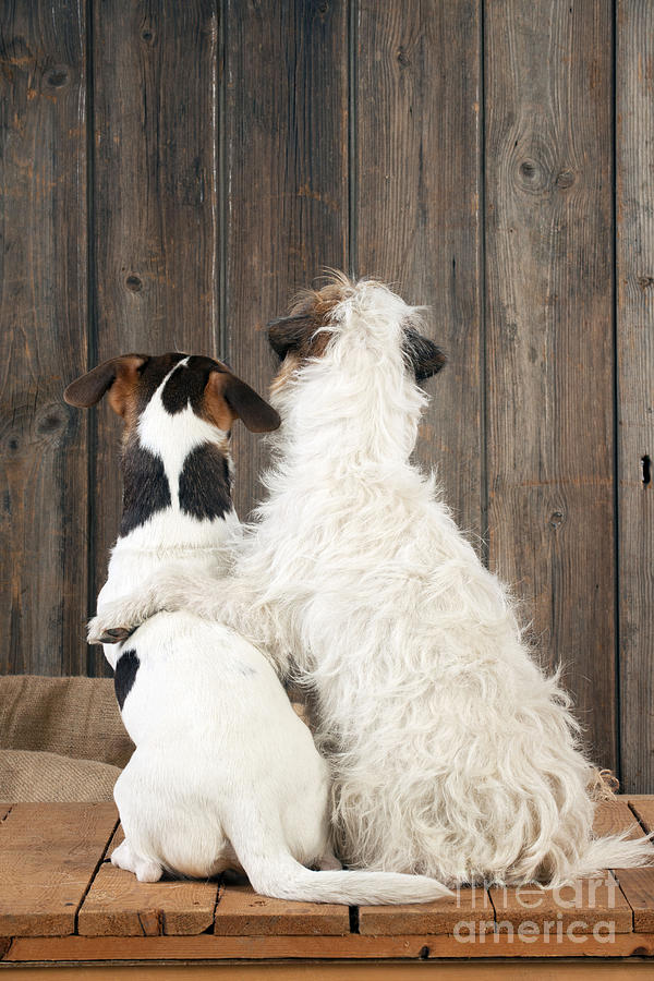 Jack Russell Terriers Photograph by John Daniels