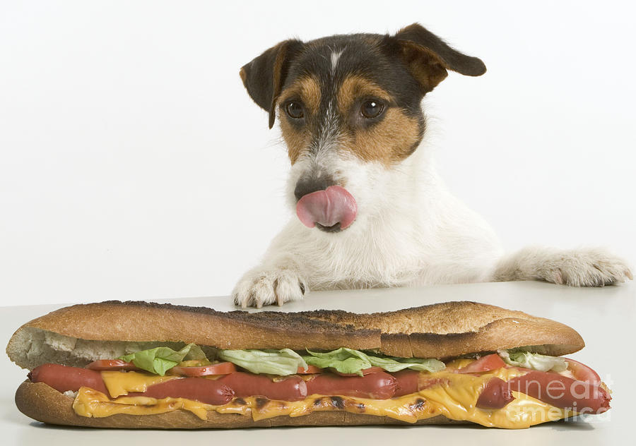 Jack Russell With Sandwich Photograph by Jean-Michel Labat