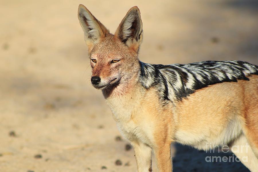 Wildlife Photograph - Jackal Beauty by Andries Alberts