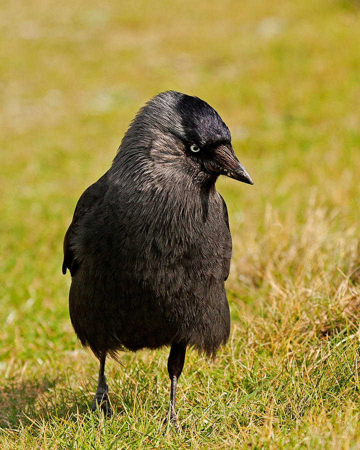 Jackdaw Photograph by Paul Scoullar
