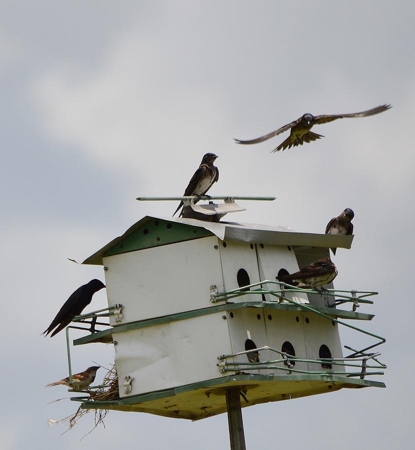 Purple Martin Photograph - Jacked Up Martin House #2 by Stefon Marc Brown