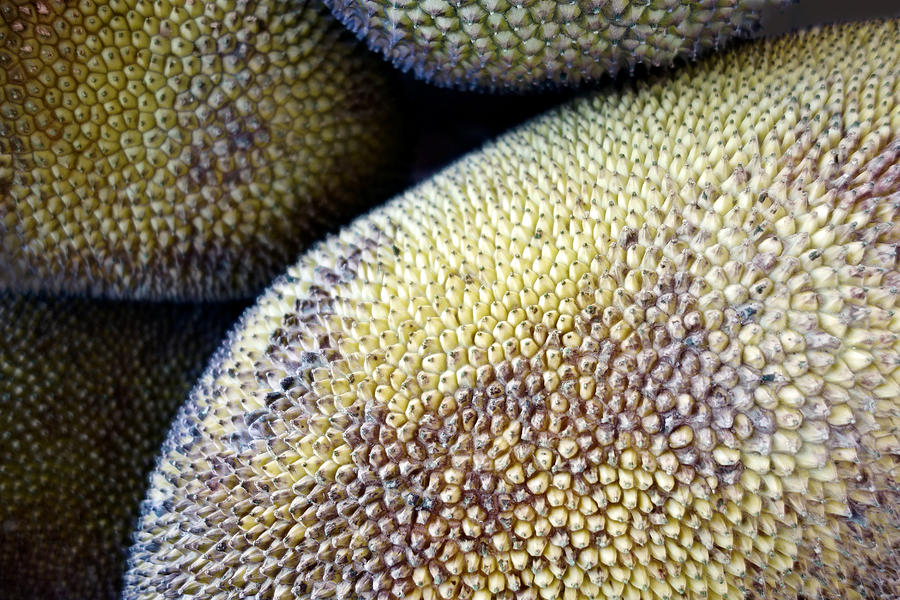 Jackfruit Photograph by Ann Powell