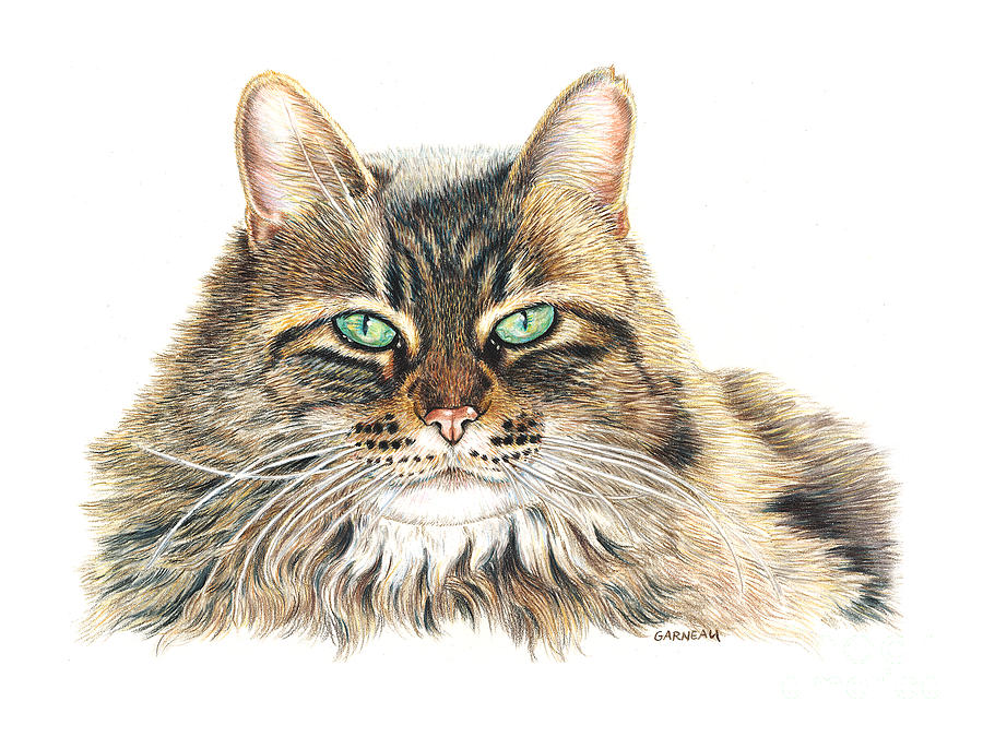 Maine Coon Cat Drawing - Jackie by Catherine Garneau.