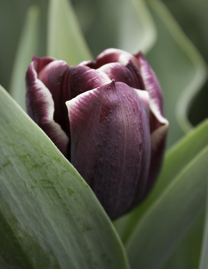 Jackpot Tulip Photograph