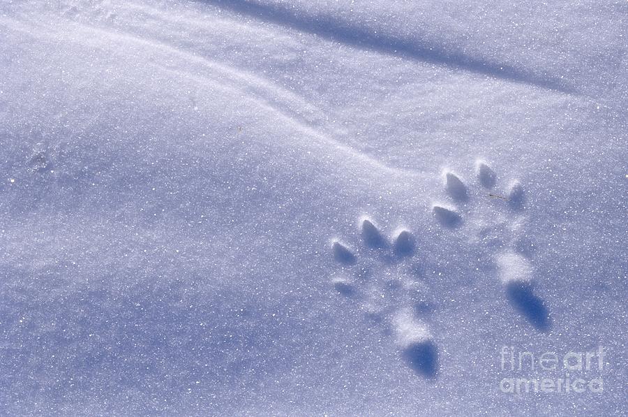 Jackrabbit Tracks In Snow Photograph by Rod Planck