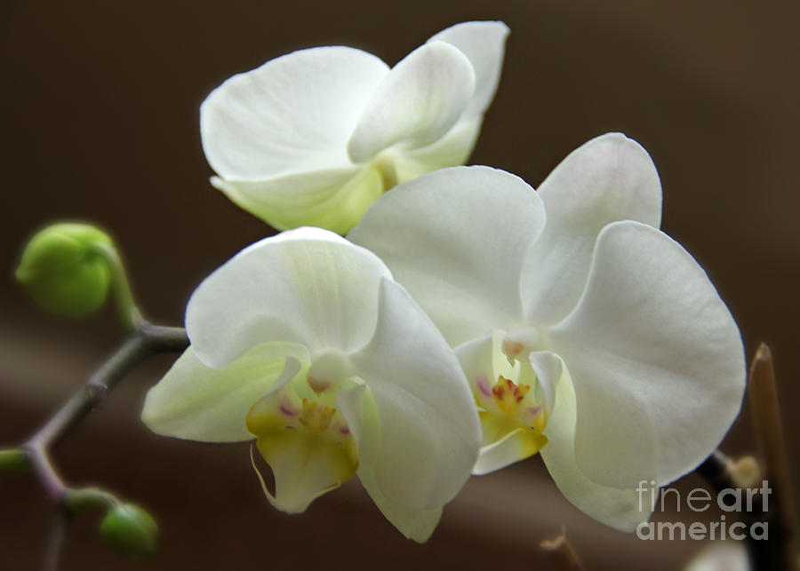 Jacks Orchids Photograph by Bob Hislop