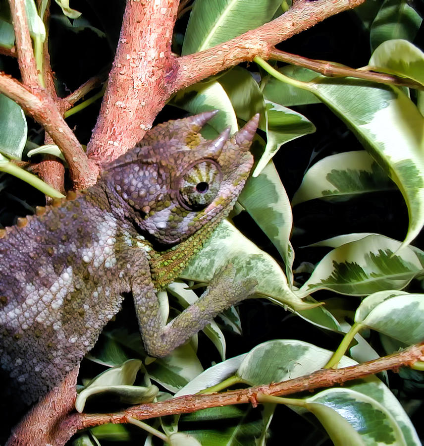 Jackson Chameleons 1 Photograph by Dawn Eshelman