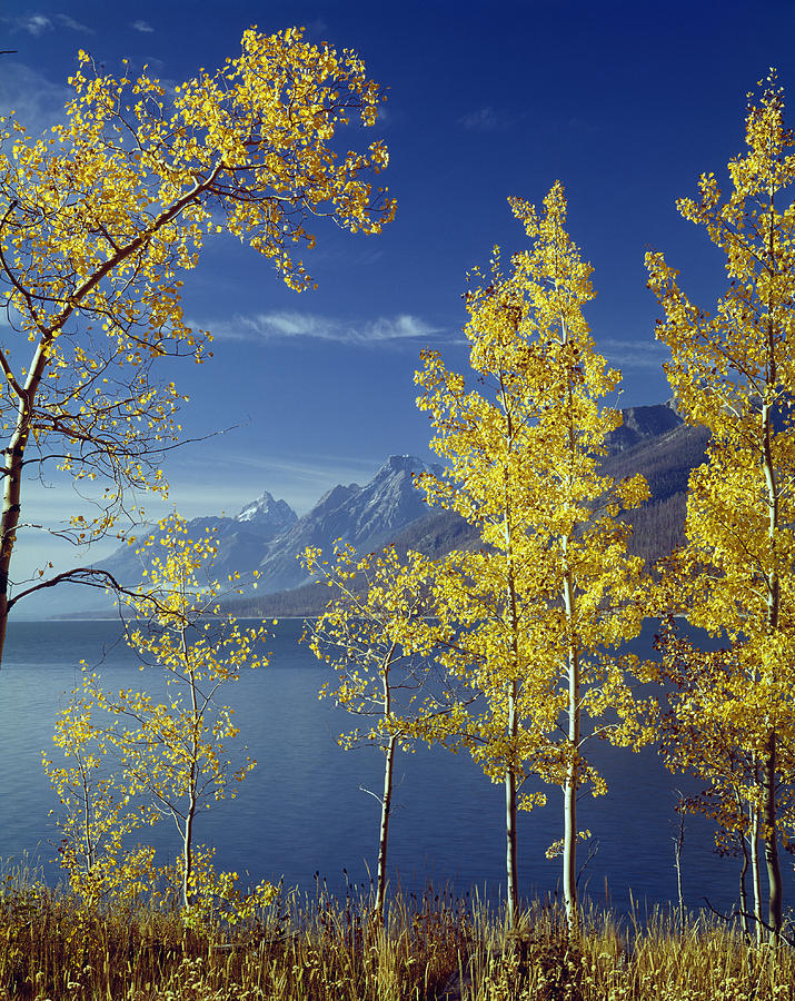 1M9206-Jackson Lake and Aspens, WY Photograph by Ed  Cooper Photography