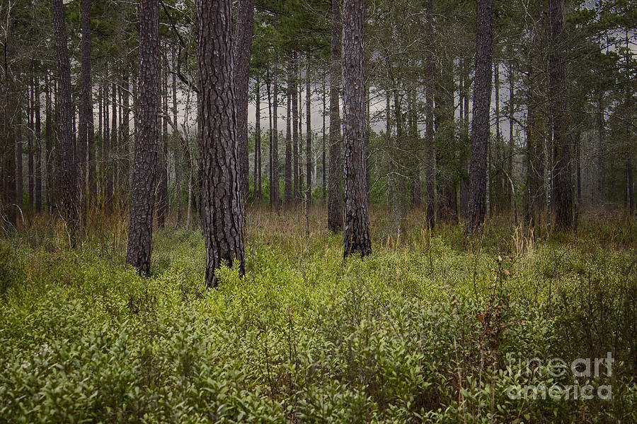 Jackson Landscape Photograph by Tammy Chesney
