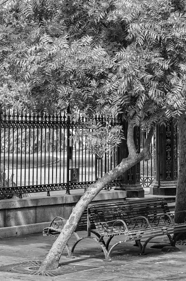 Jackson Square Bench And Tree Photograph by Jim Shackett