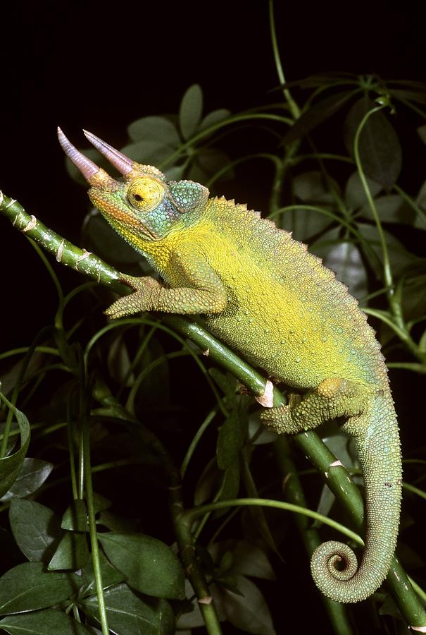 Jacksons Chameleon Photograph by Craig K. Lorenz - Fine Art America