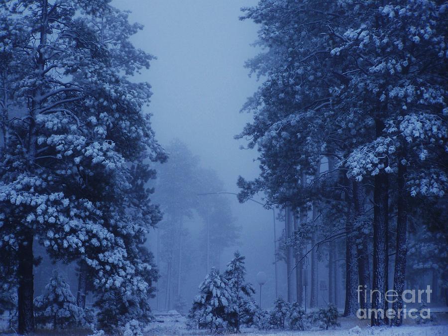 Jacob Lake Winter Photograph by Rachel Butterfield | Fine Art America