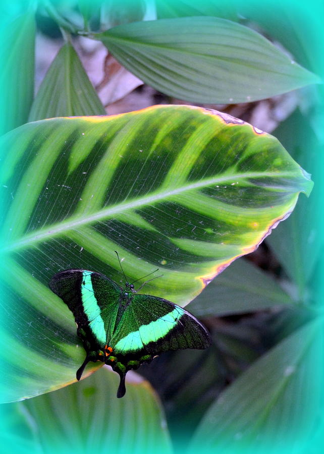 Jade Butterfly with vignette Photograph by Carla Parris