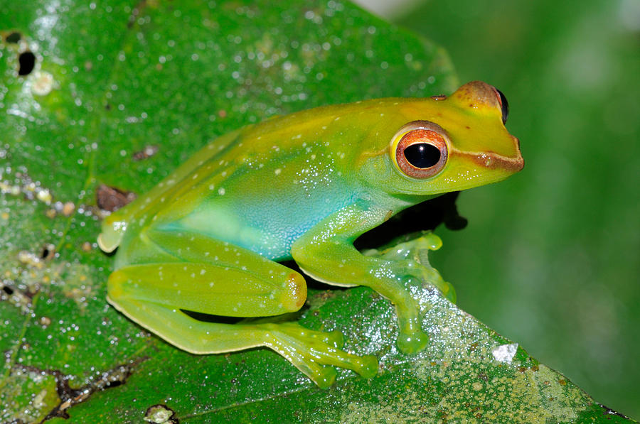 Jade Tree Frog, Malaysia Photograph by Fletcher & Baylis - Fine Art America