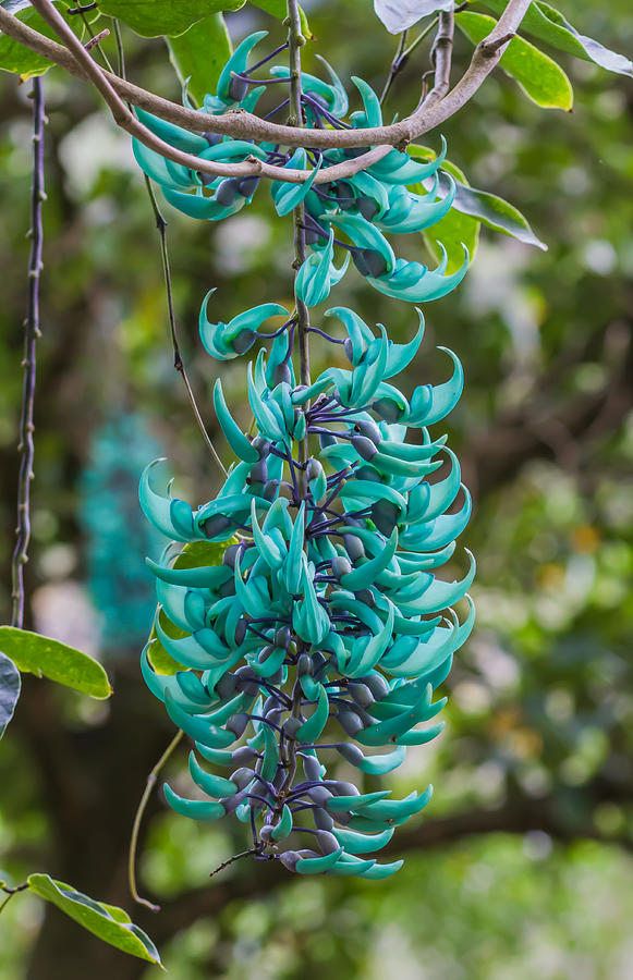 Jade vine flower Photograph by Kelly Headrick | Fine Art America