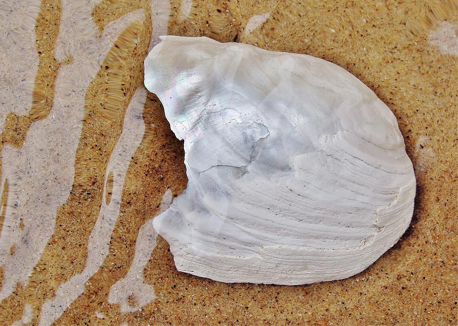 Jagged White Shell Photograph by Kathi Mirto